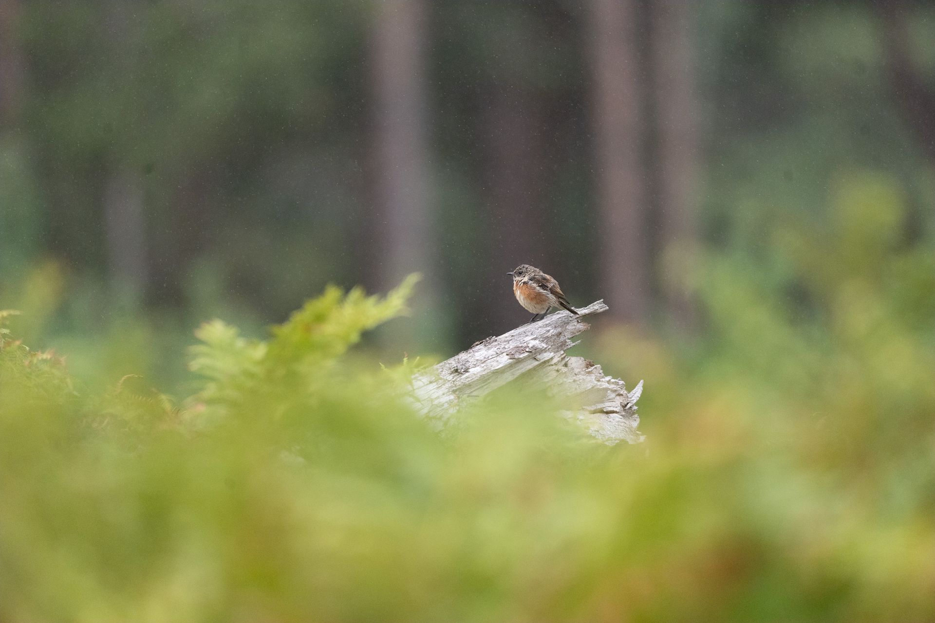 Telephoto image of a small bird on a fallen tree that emerging from ferns in a nature reserve