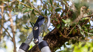 Pruning olive tree