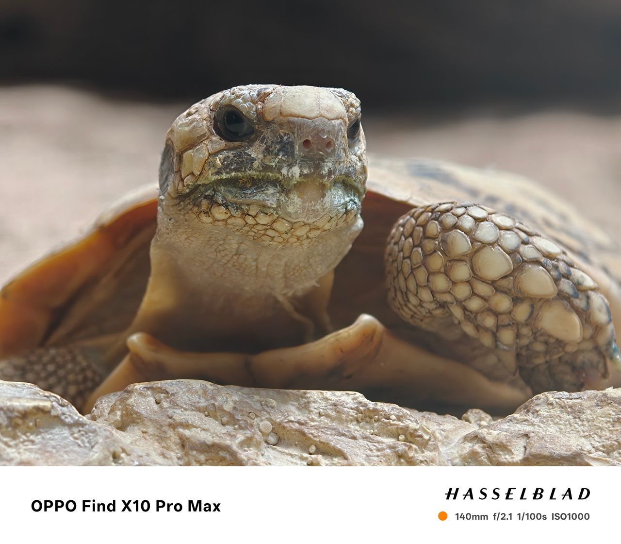 Sample photo taken on the Oppo Find X10 Pro Max