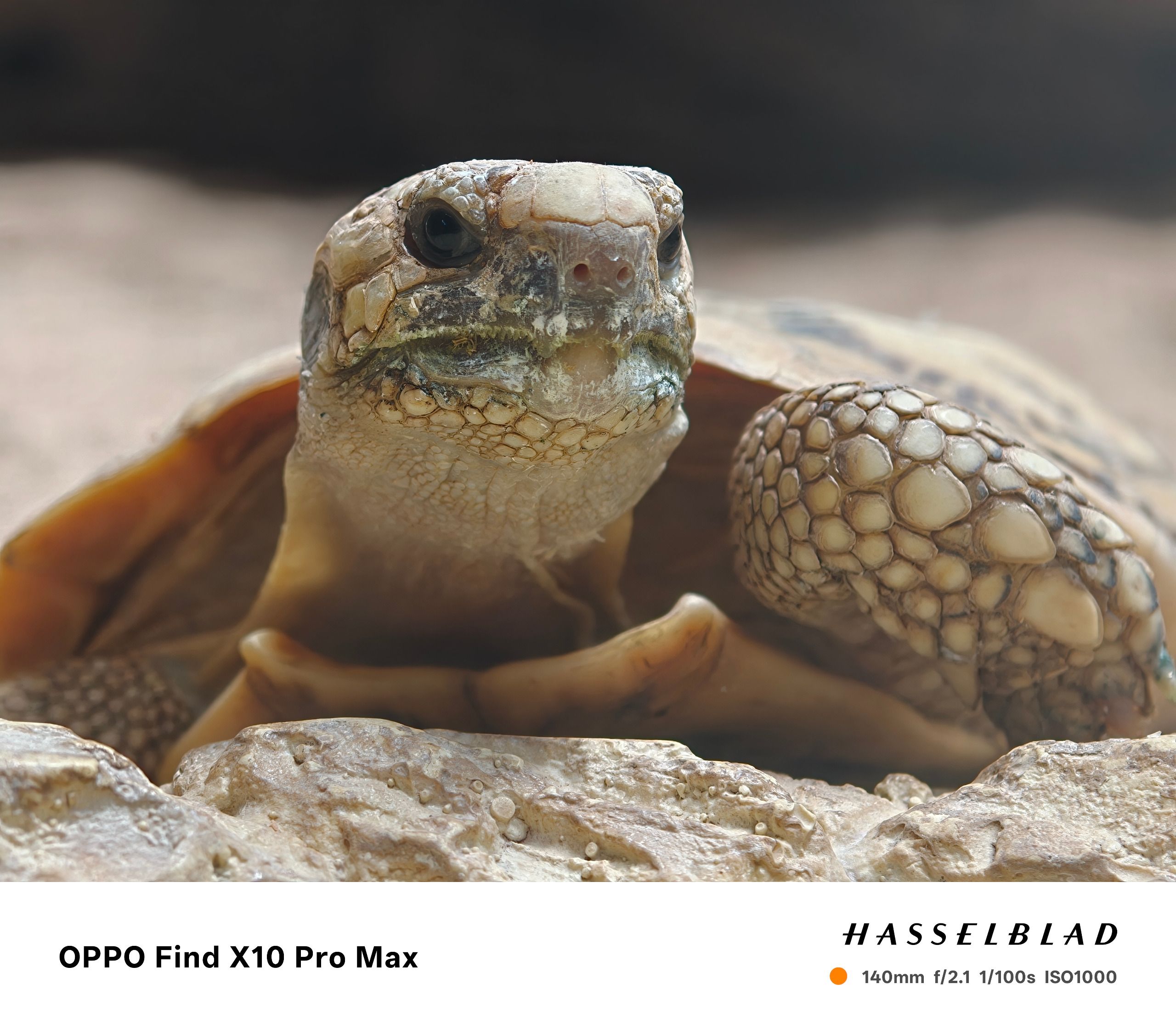Sample photo taken on the Oppo Find X10 Pro Max