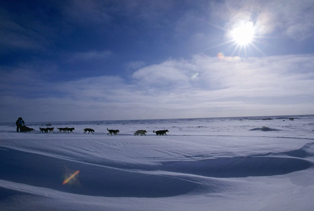 An Iditarod competitor 