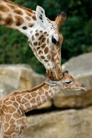 Cute Mother and Baby Animal Pics