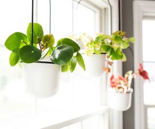 hanging houseplants near window