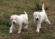 Oliver White's Maremma puppies