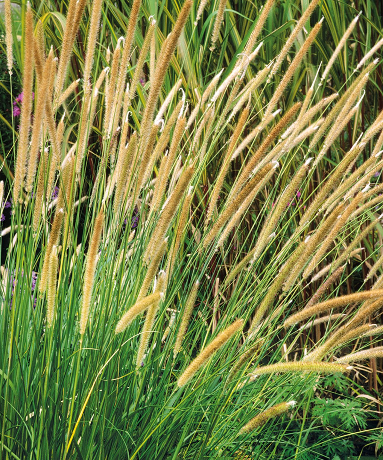Types of ornamental grass 16 varieties for borders and pots Gardeningetc