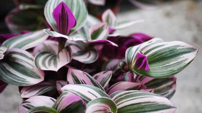 Tradescantia with green and purple striped foliage