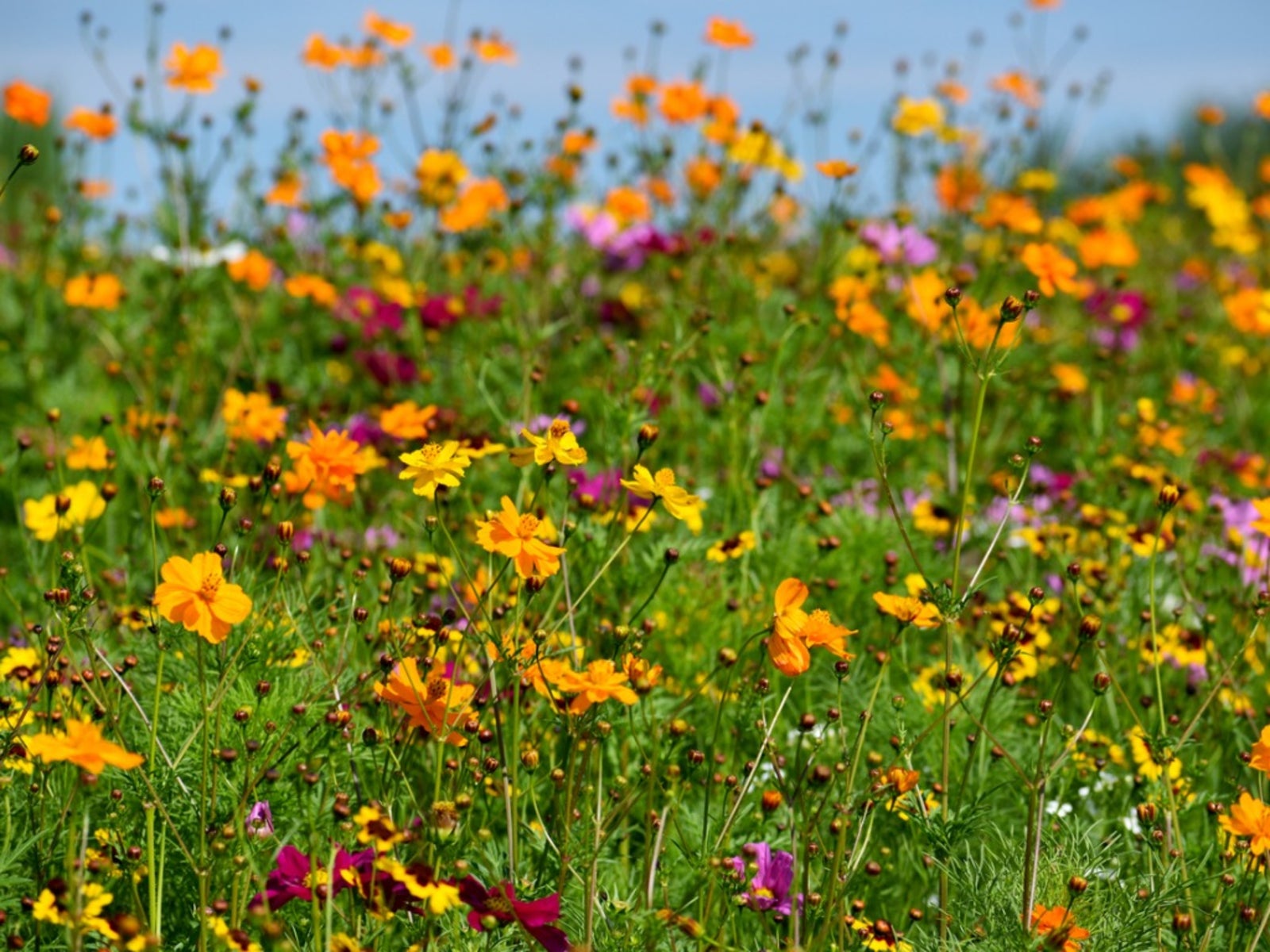 A Wildflower Garden In Your Backyard