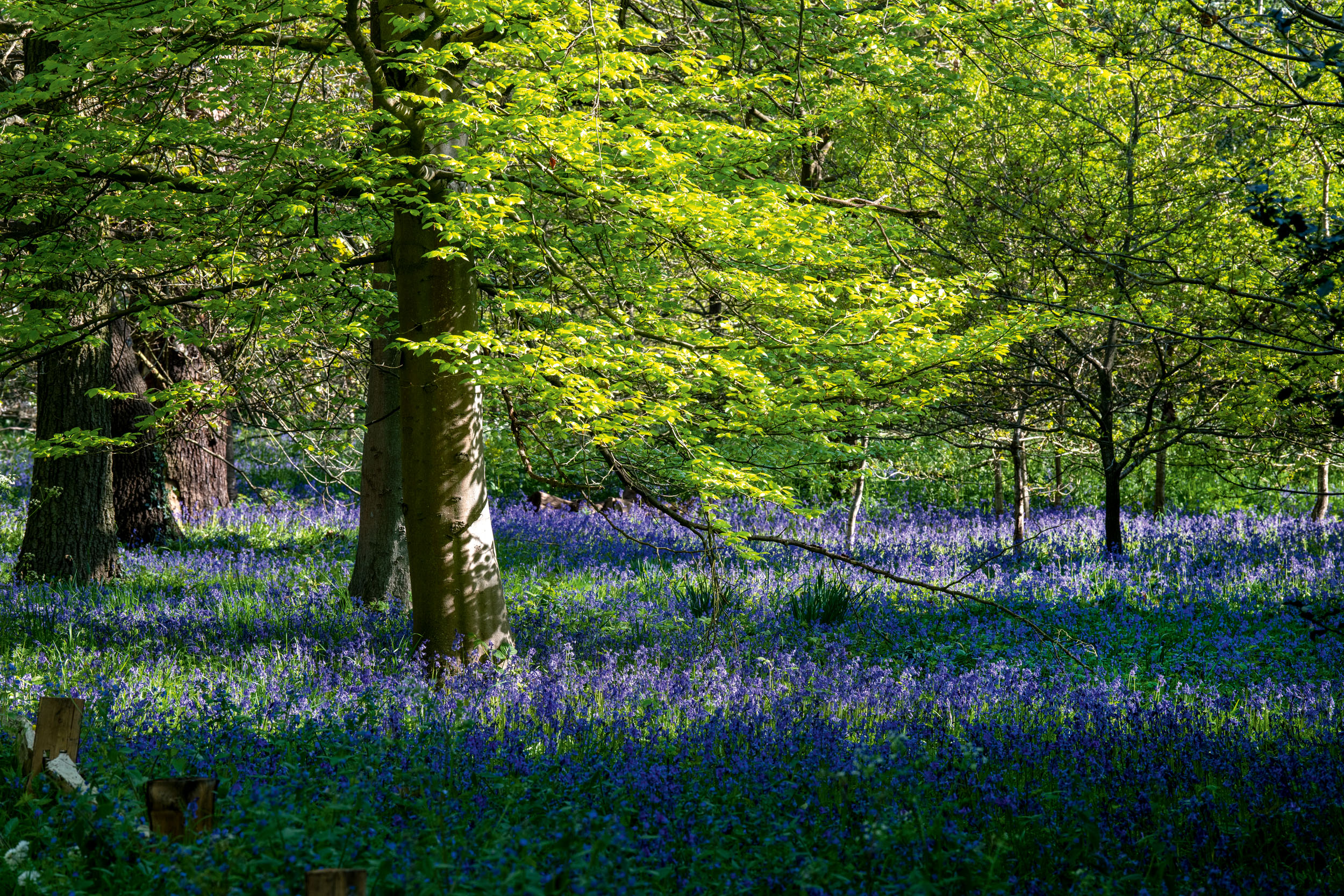 The bluebells at Kew Gardens 