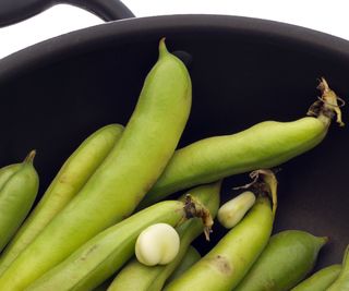 Fava beans harvested and in a pot