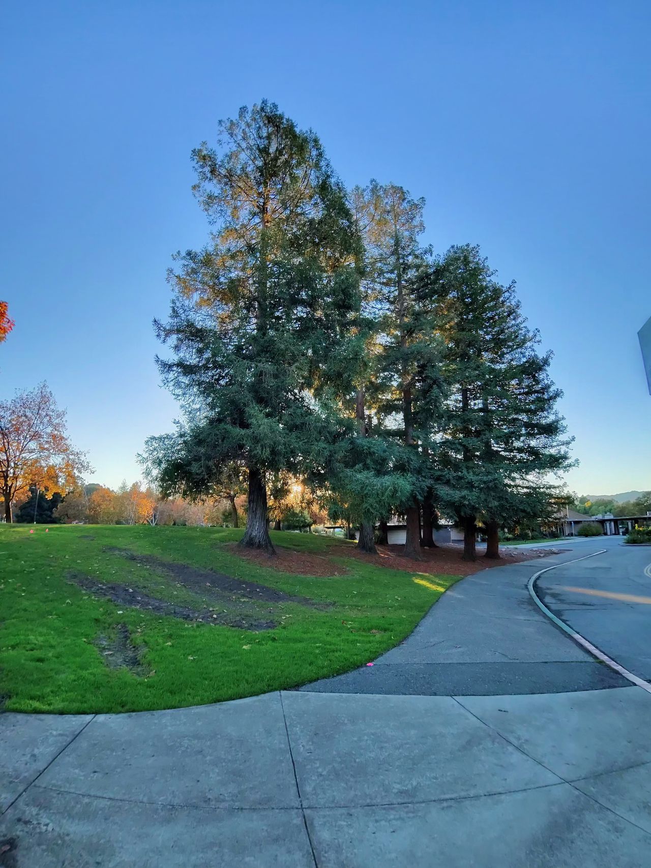 A photo taken with the Oakley Meta Vanguard smart glasses, showing tall trees backlit by a sunset.
