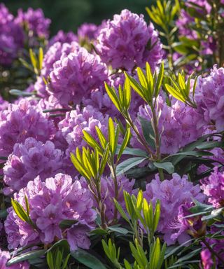 purple rhododendron flowers