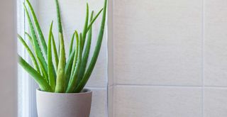 Aloe vera plant in grey stone vase in a grey bathroom to show a plant that helps with condensation