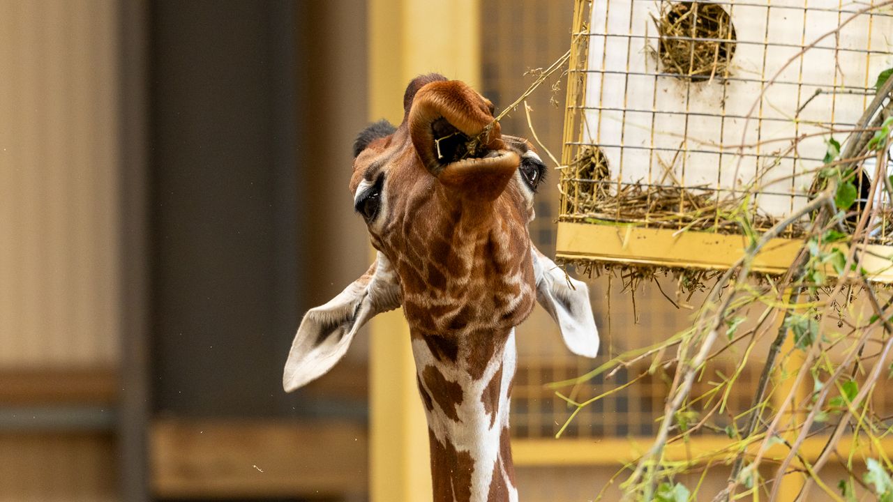 giraffe eating straw