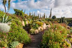 The garden at Cornwall’s Minack Theatre is filled with rare succulents, palms and poppies.