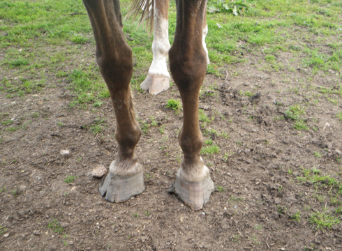 Fizz's front feet