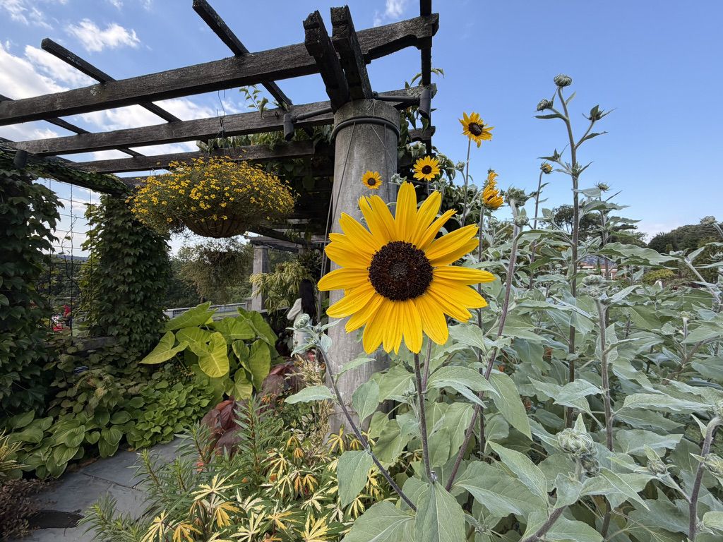 Apple iPhone 17 Camera Samples