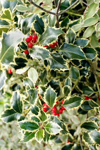 best budget plants: holly