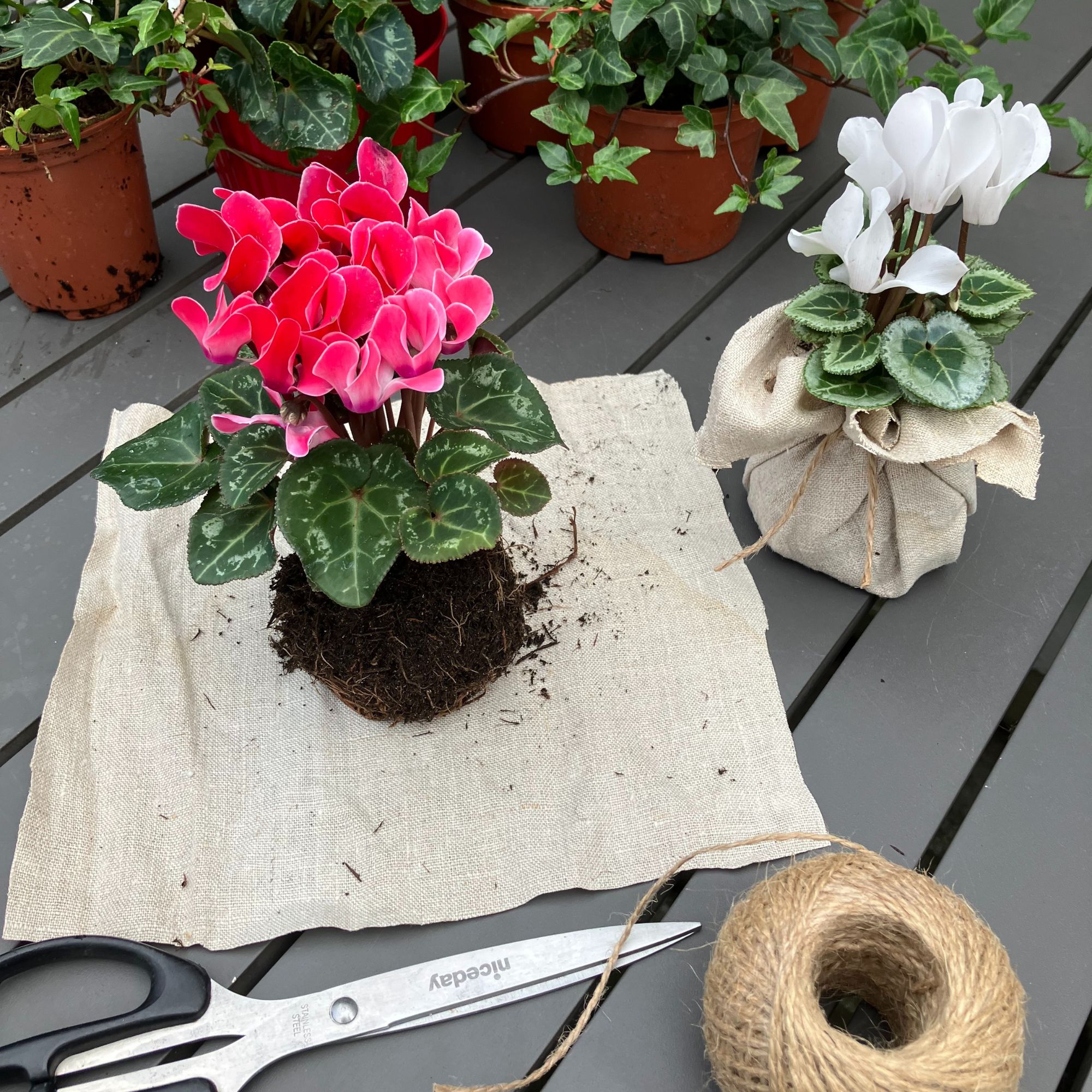 Christmas cyclamen and ivy wreath