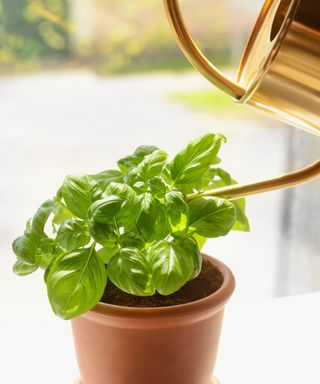 basil plant and watering can