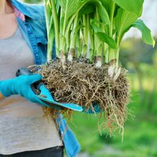 Woman holding hosta division