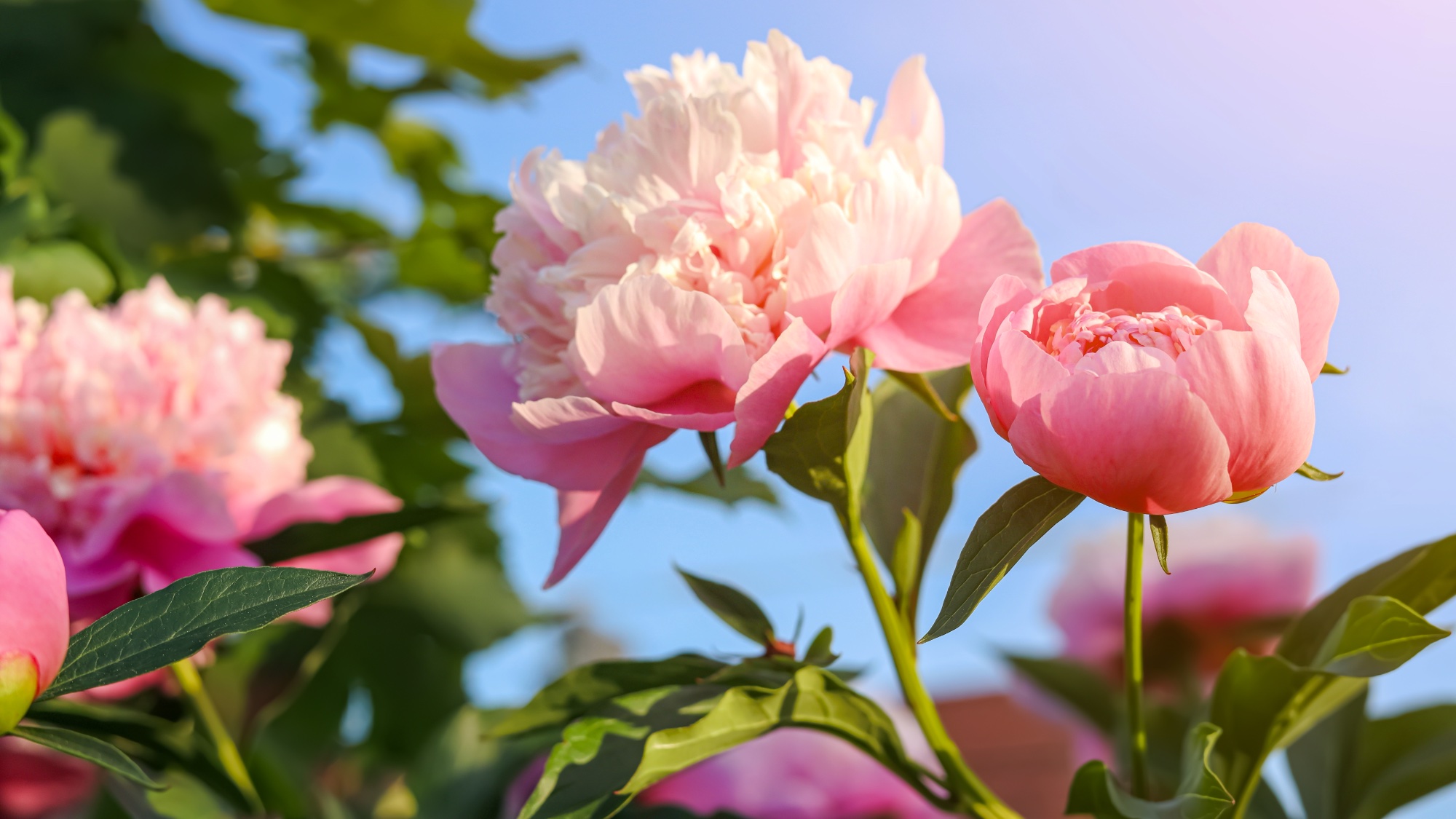 peony flowers in sunlight
