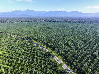 Palm oil plantation in Luwu Timur - South Sulawesi - Indonesia