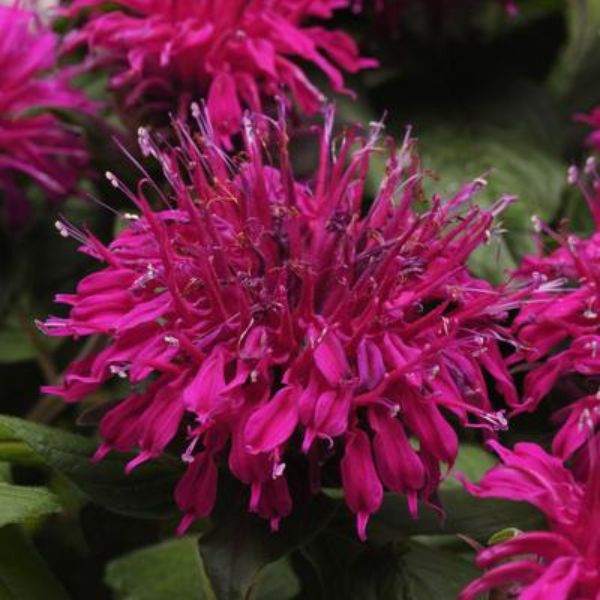Balmy&amp;trade; Purple Bee Balm
