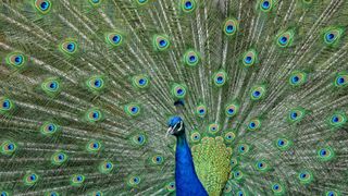 peacock