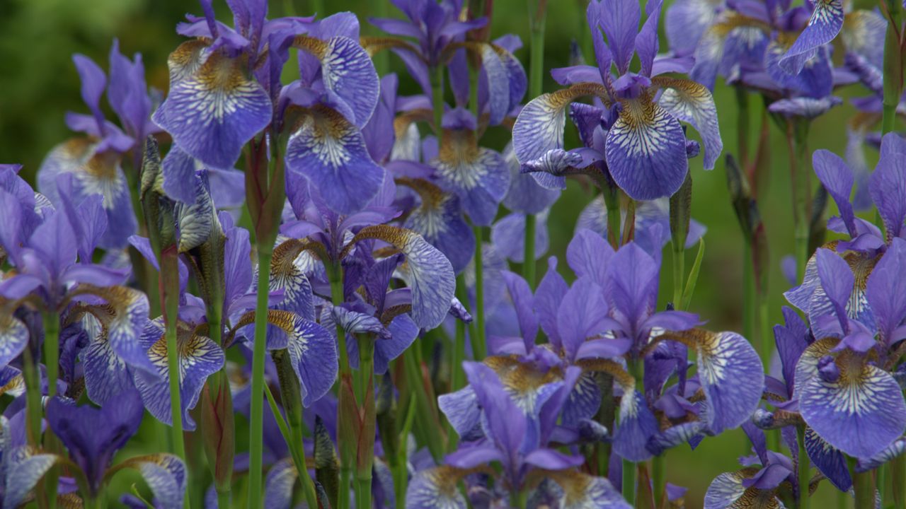 Purple iris flowers