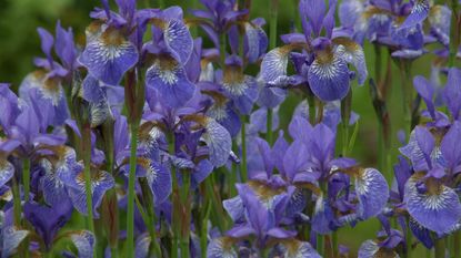 The winter flowers of the Iris Frozen Planet