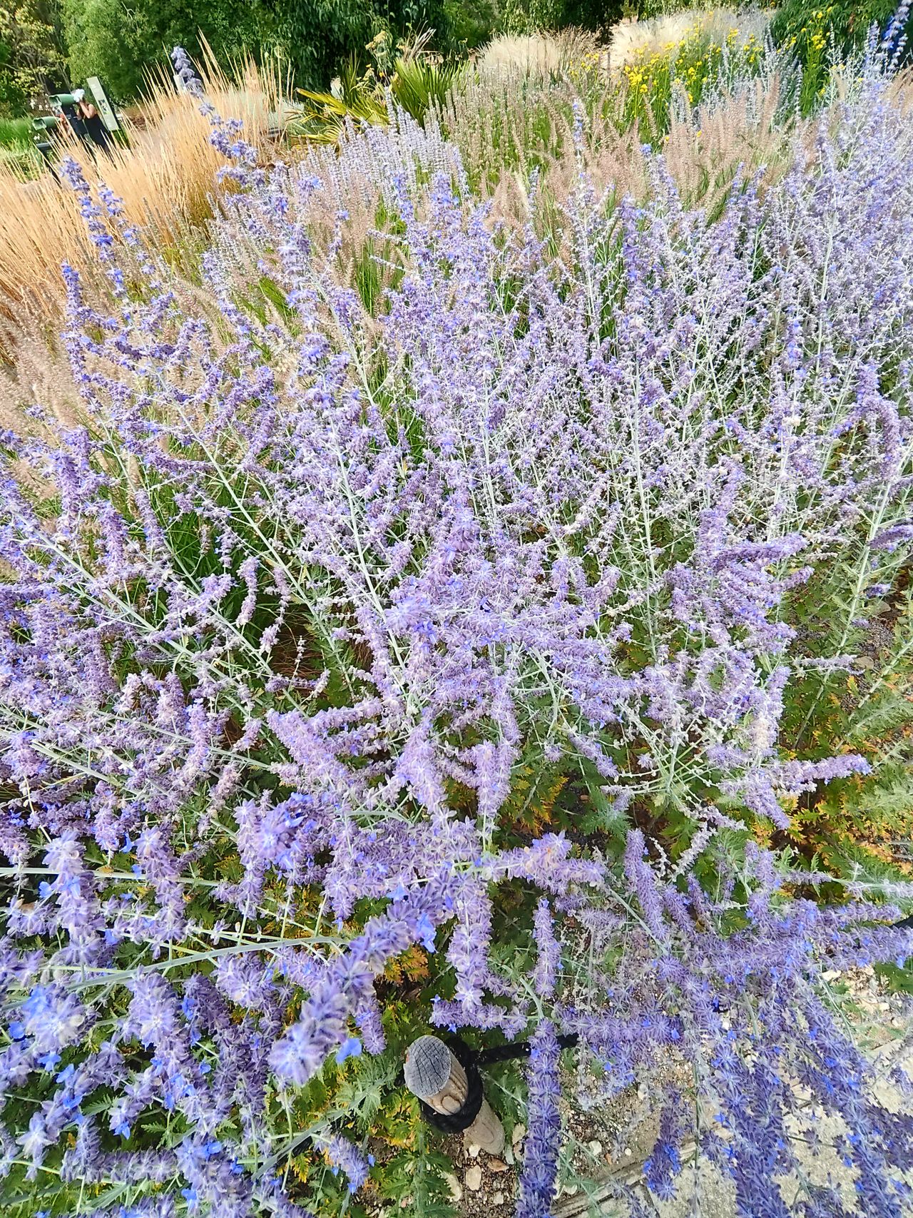 Sample image taken at Kew Gardens using the Rokid AI Glasses Style
