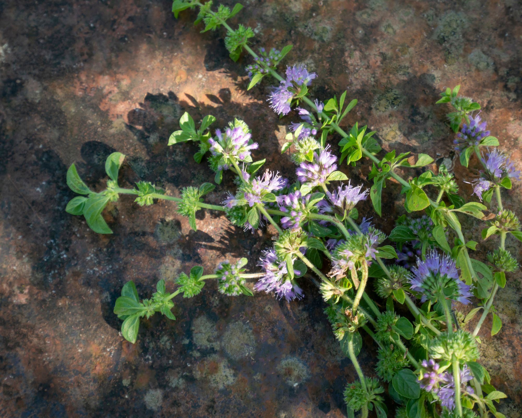 European pennyroyal Menta pulegium in a garden as ant pest control