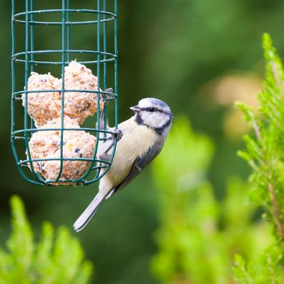 blue tit feasting on bird feeder