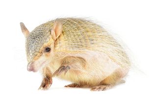 The screaming hairy armadillo gets its name from the sound it makes when threatened.