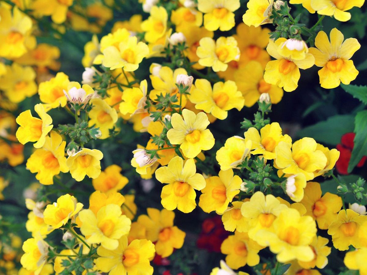 What Is Nemesia: Learn About Nemesia Growing Conditions | Gardening ...