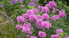 How to divide phlox