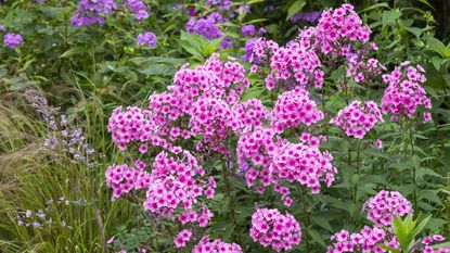 How to divide phlox