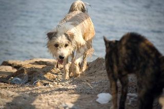 why do some dogs love water