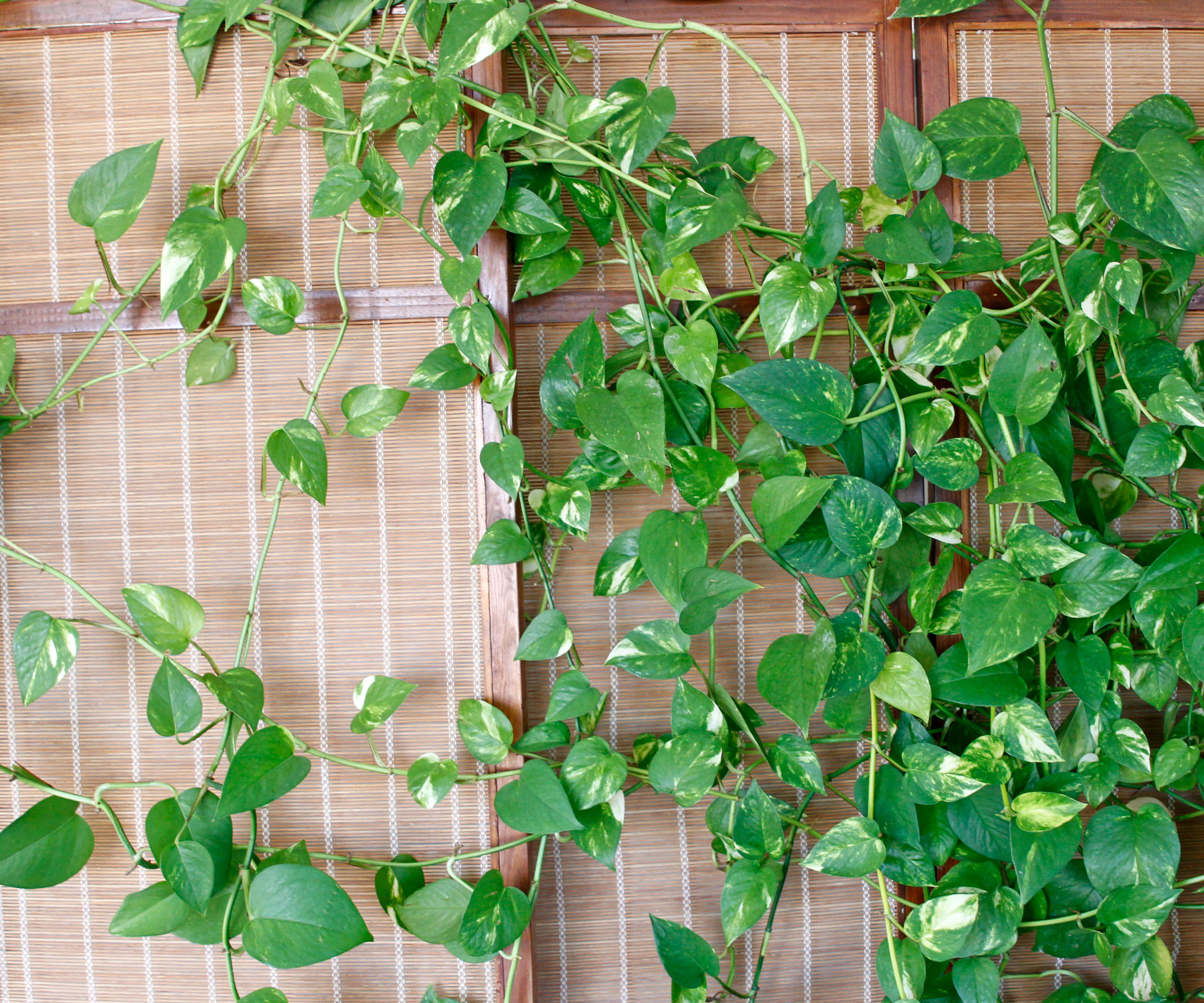 pothos plant trailing up rattan screen