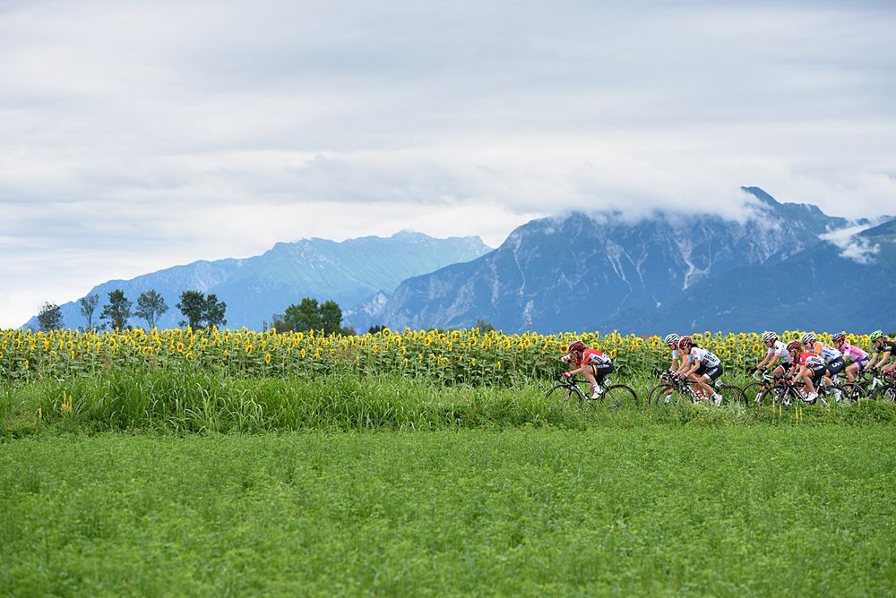 Speeding by sunflowers at Giro Rosa 2016 - Stage 2