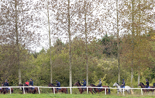Walking back from the gallops