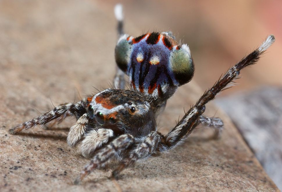 Incredible photos of peacock spiders live science