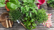 Gardening, different medicinal and kitchen herbs and gardening tools on garden table