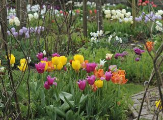 Tulips in a country house garden.