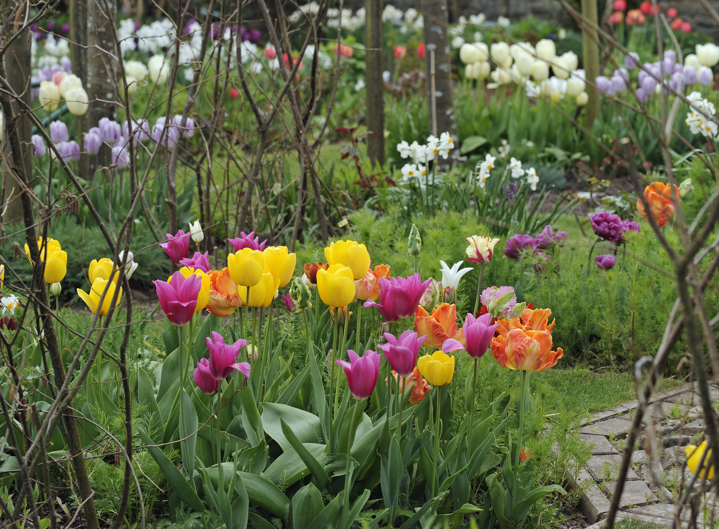 Tulips in a country house garden.