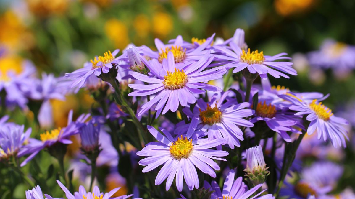 5 Fast-Growing Fall Flowers for Containers That Dazzle From the End of Summer Until the First Frost
