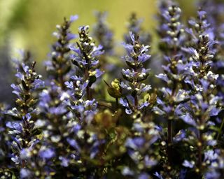 Ajuga reptans with spikes of blue flowers