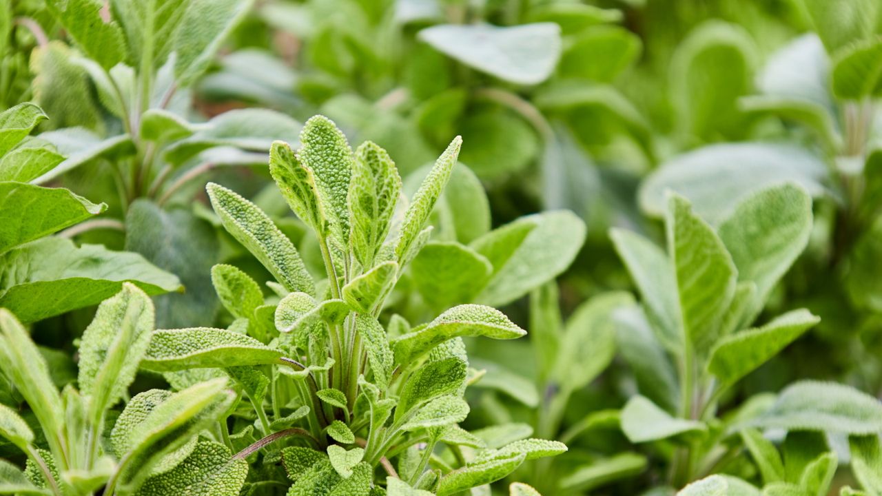 Sage plant growing in a garden border 