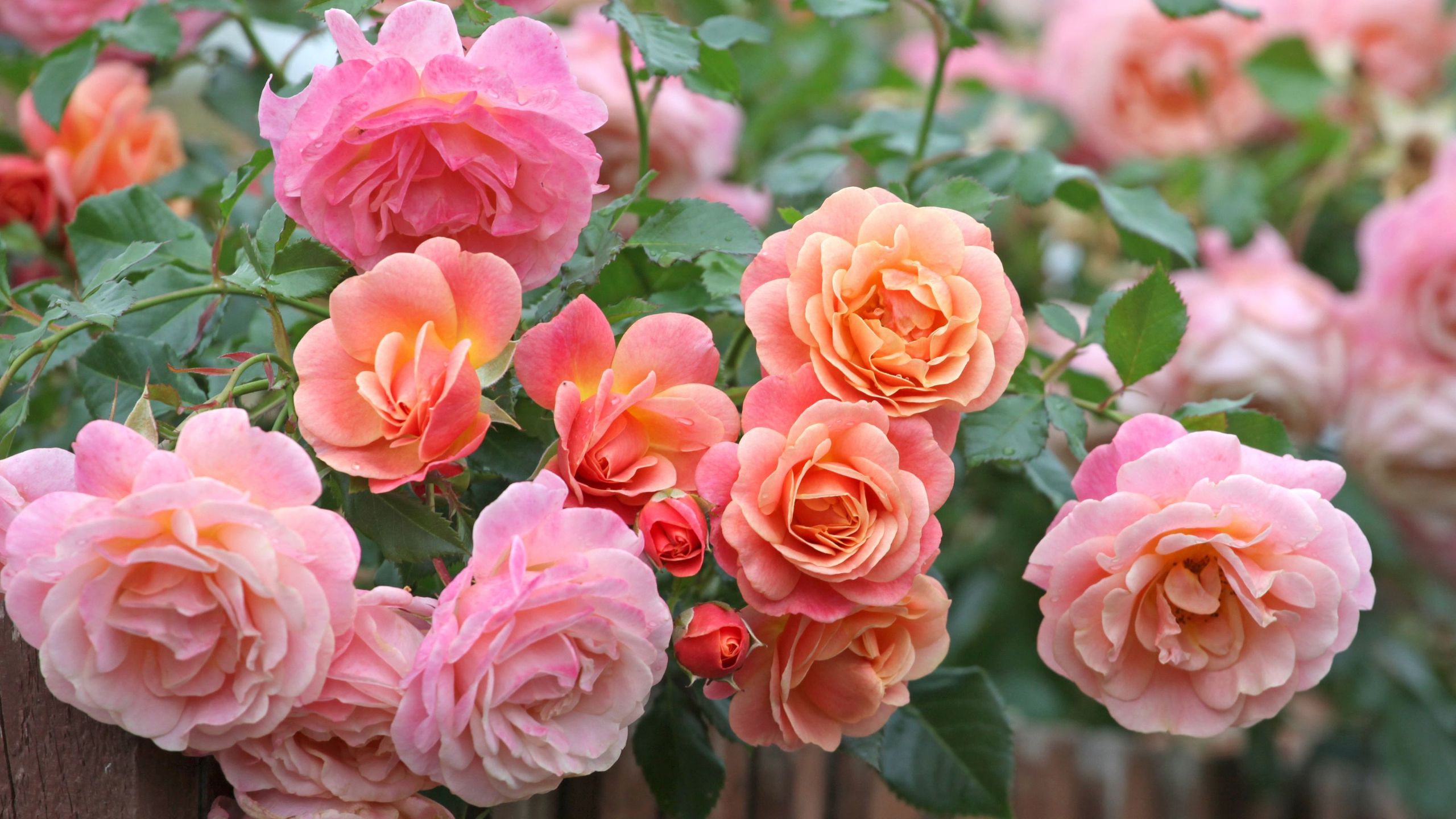5 things to do with your roses in September for healthier plants and abundant blooms next year