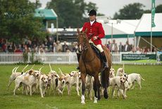 New Forest Hounds at the New Forest Show 2013